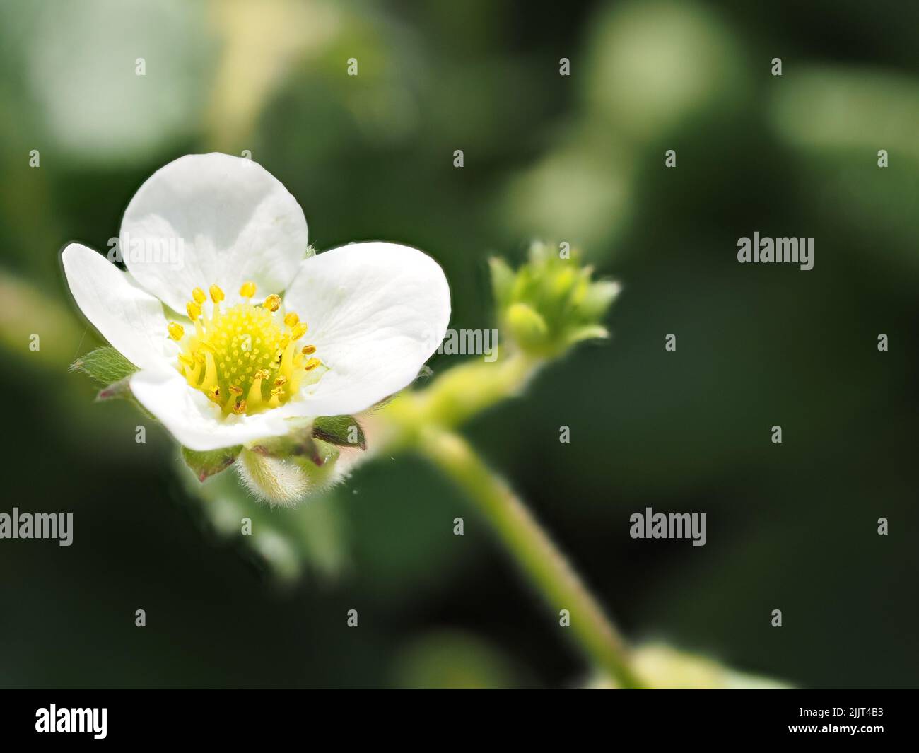 A macro photo of a white wild strawberry flower on a blurry background ...