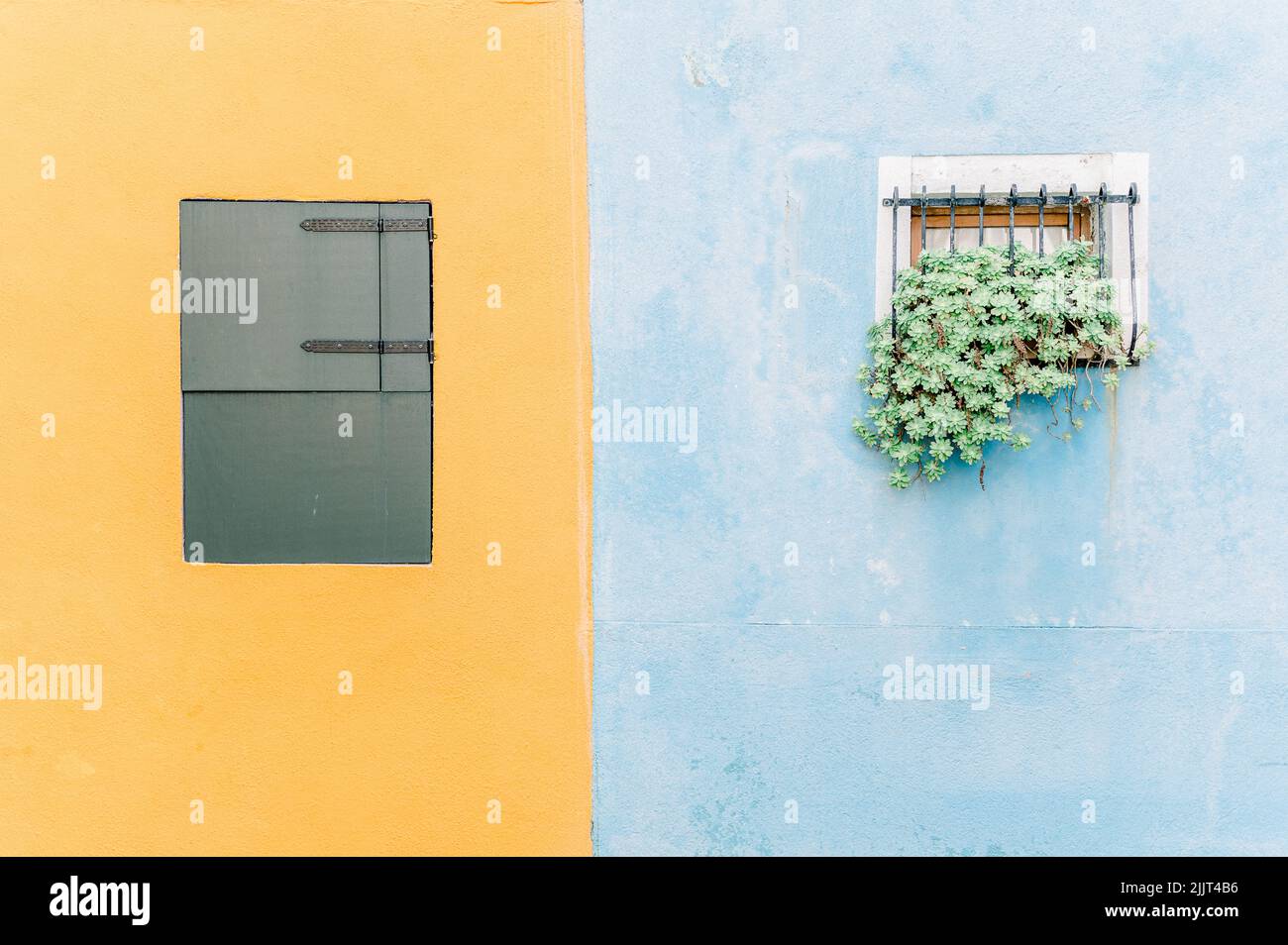 A half yellow half blue wall with boarded windows and a potted plant