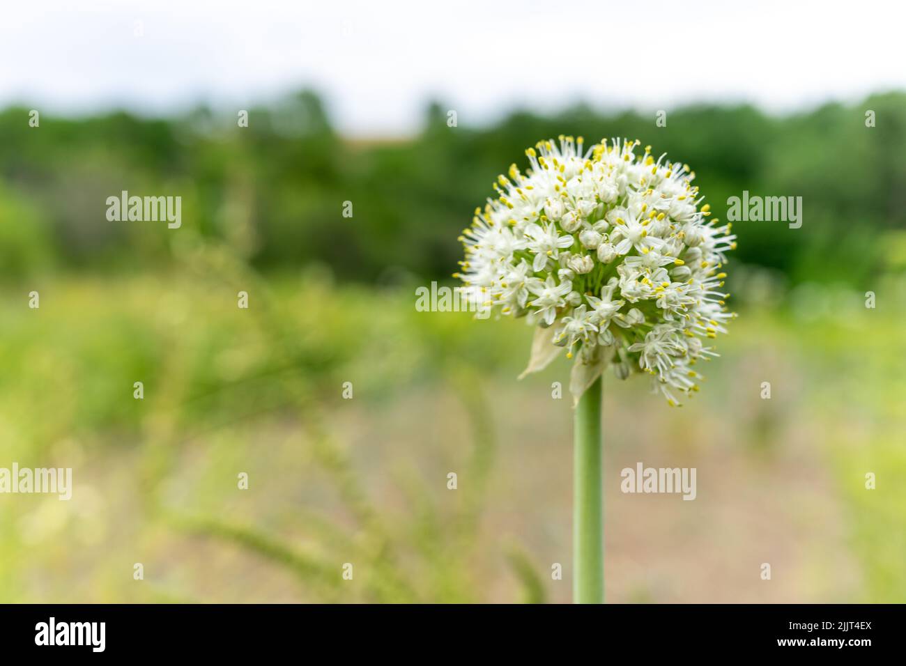 Garlic flower. Plant and grow at home. Garlic seeds. Rural natural
