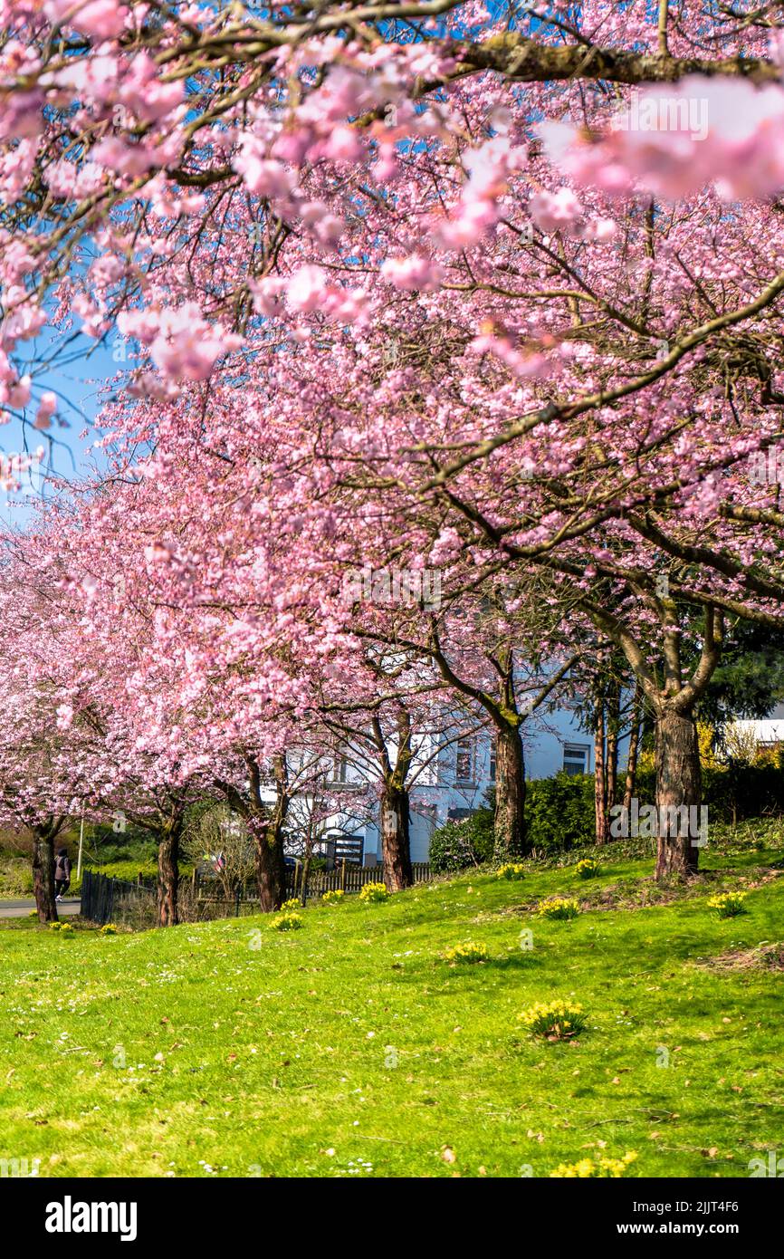 A vertical shot of Sakura trees in the park Stock Photo