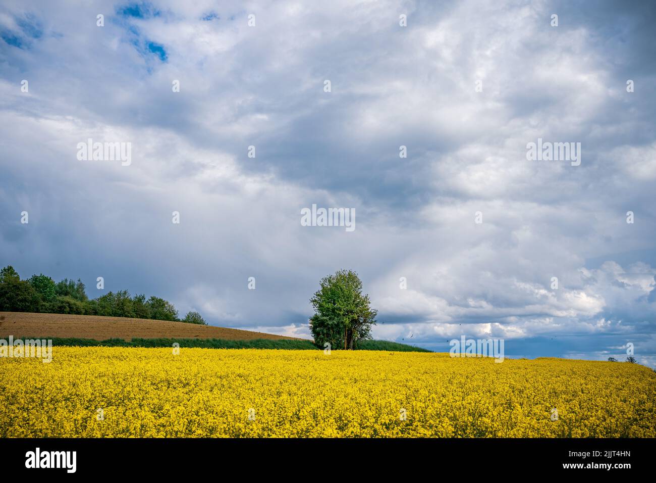 A single tree in a yellow rapeseed field under a cloudy sky Stock Photo ...