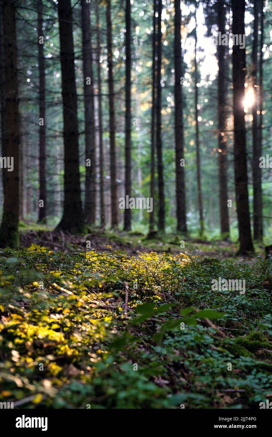 A vertical low-angle shot of tall trees in the forest Stock Photo - Alamy