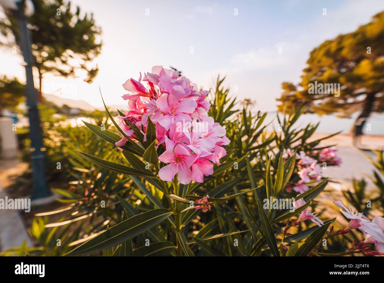 A beautiful view of an oleander plant in a park at daytime Stock Photo