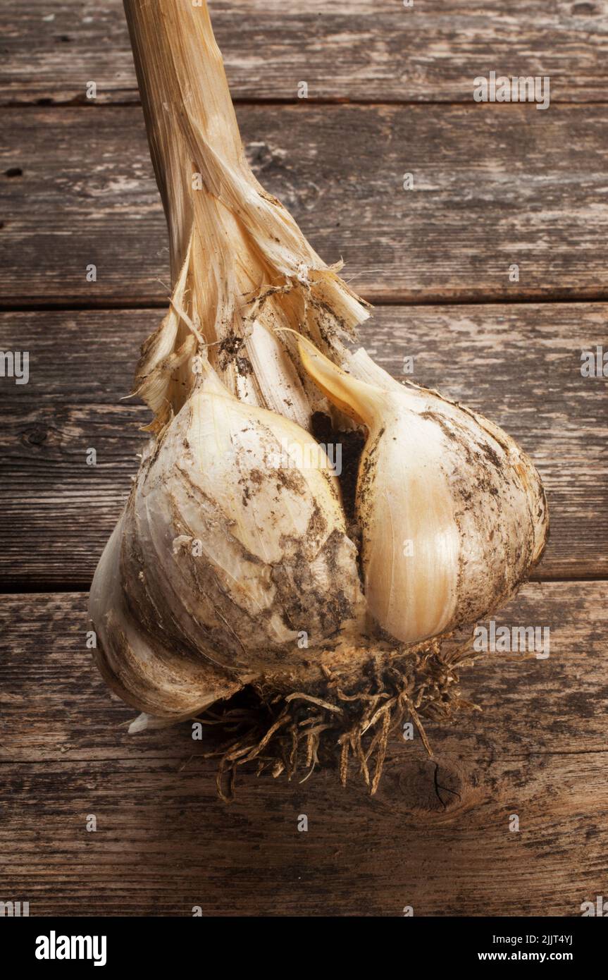 Freshly harvested Elephant Garlic on a dark wood background - John Gollop Stock Photo