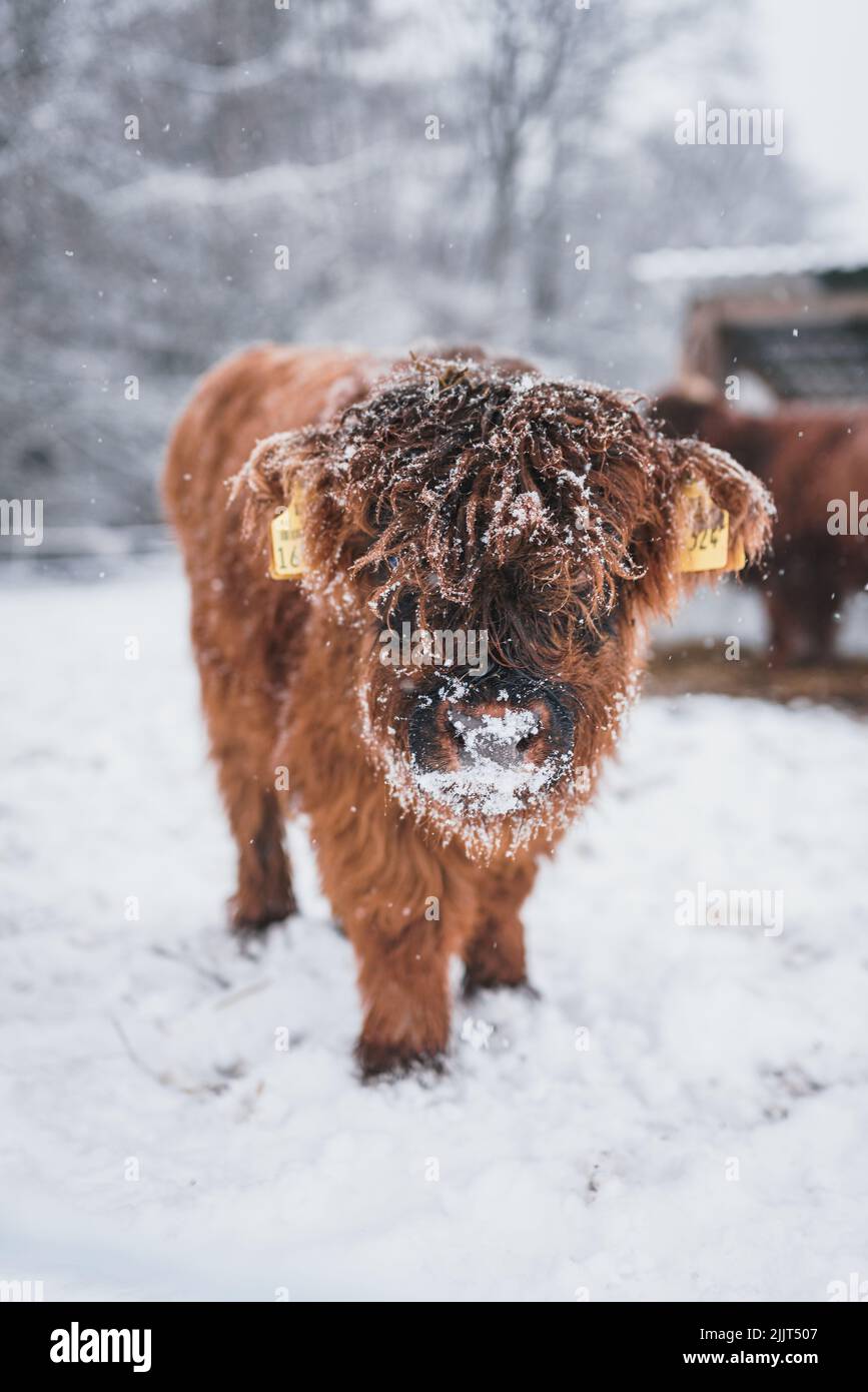 A vertical portrait of a cute Highland cattle baby with a snowy snout Stock Photo