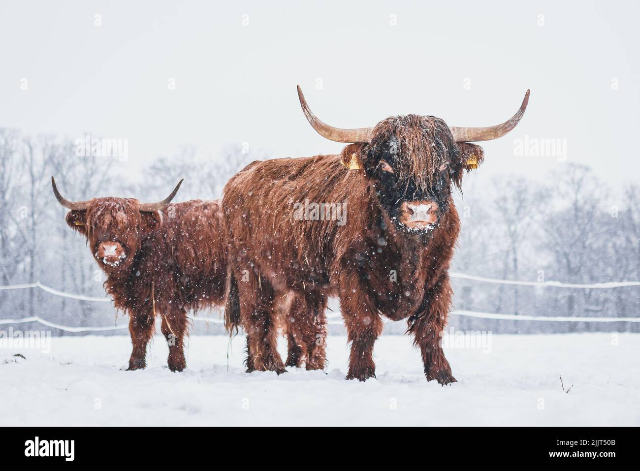 A natural view of Scottish highland cattle on the snow during winter Stock Photo