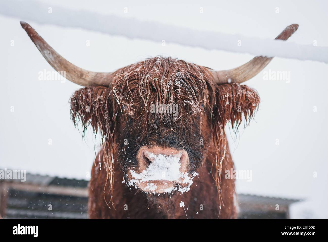 A closeup shot of Scottish highland cattle on the snow during winter Stock Photo