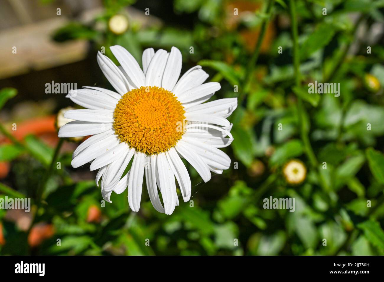 Large white daisies UK garden - Leucanthemum  superbum Snowcap shasta daisy Stock Photo