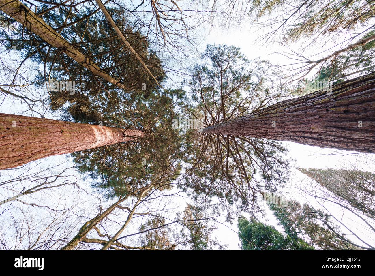 A low angle shot of tall trees with green leaves under the clear sky ...