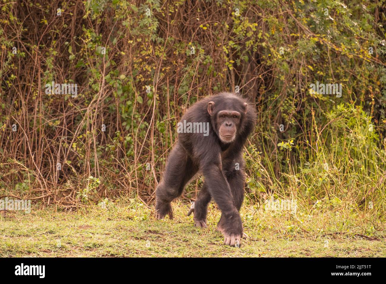 Chimp Walking Alone in The Wilderrness Stock Photo