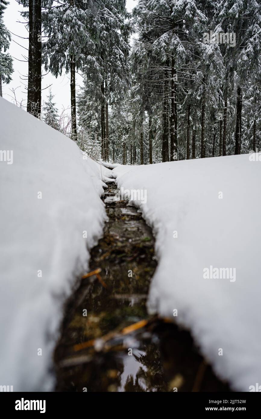 A small path in the snowy fir forest Stock Photo