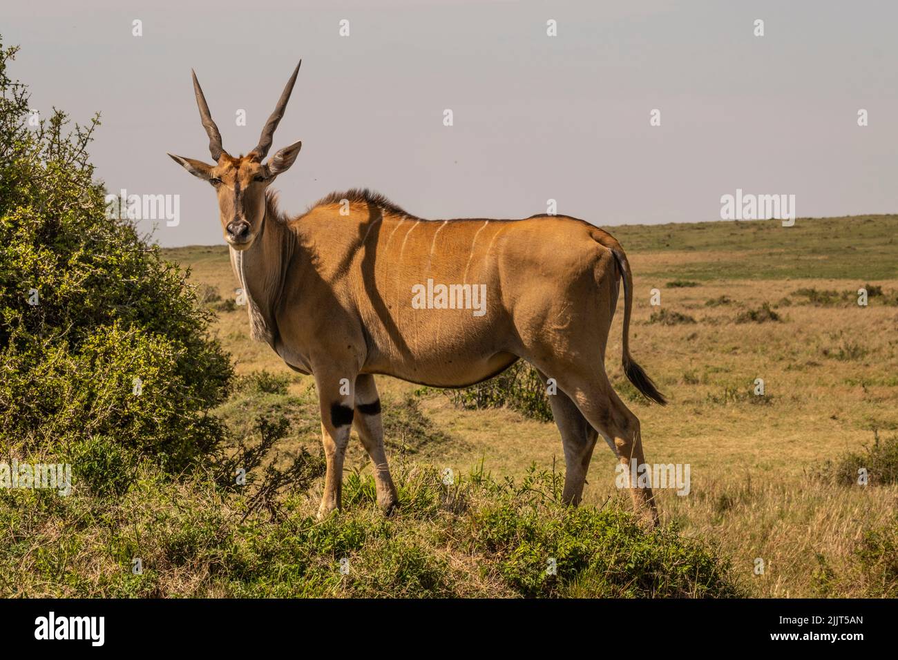 Eland in Masai Mara Game Reserve of Kenya Stock Photo - Alamy
