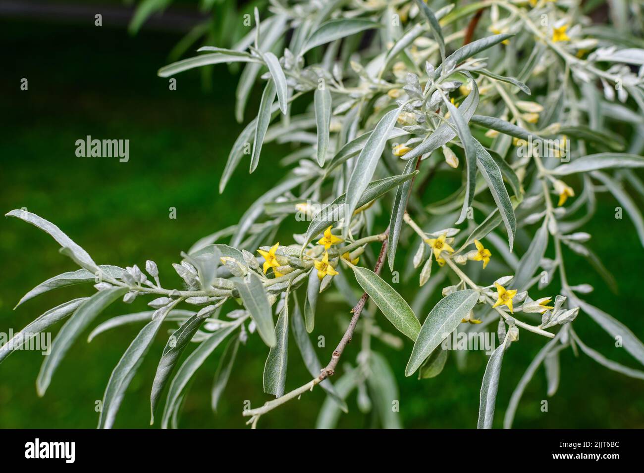 Silver leaves and small yellow flowers of Elaeagnus angustifolia plant, commonly called wild Russian or Persian olive, silver berry, oleaster, on bran Stock Photo