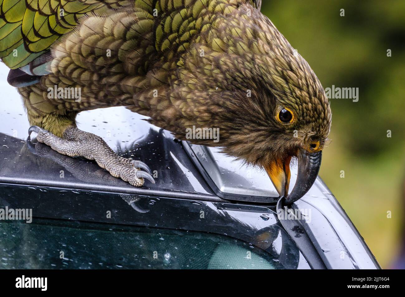 old-ibis258: yellow bird with a purple feathers in the head standing in a  luxurious car facing in front