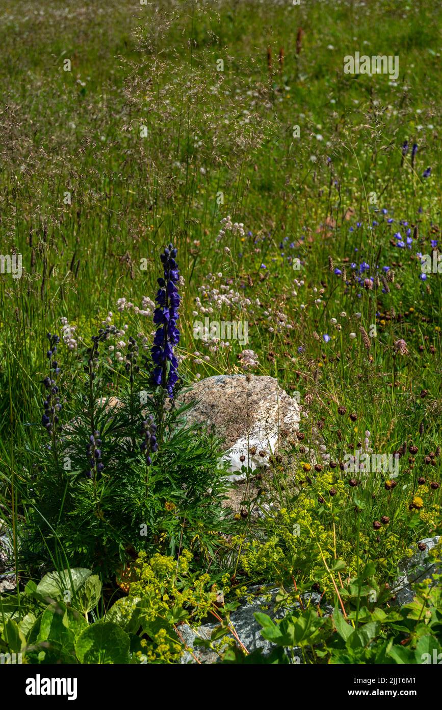 blaue Lupinen und Glockenblumen auf einer bunten Alpwiese, neben Felsbrocken. Auf dem Schafberg in Gargellen blühen viele alpine Blumen. Stock Photo