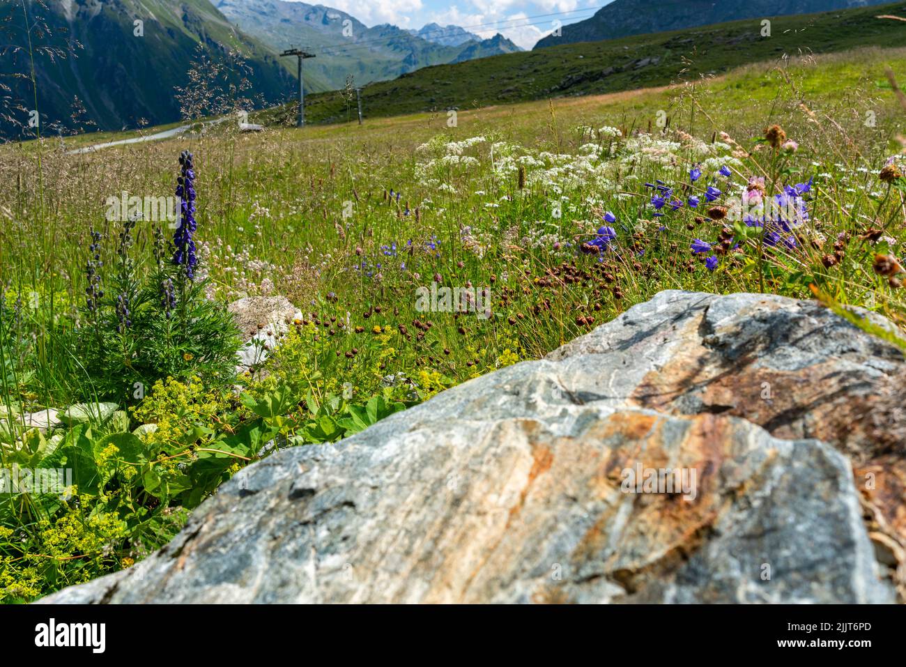 blaue Lupinen und Glockenblumen auf einer bunten Alpwiese, neben Felsbrocken. Auf dem Schafberg in Gargellen blühen viele alpine Blumen. Stock Photo