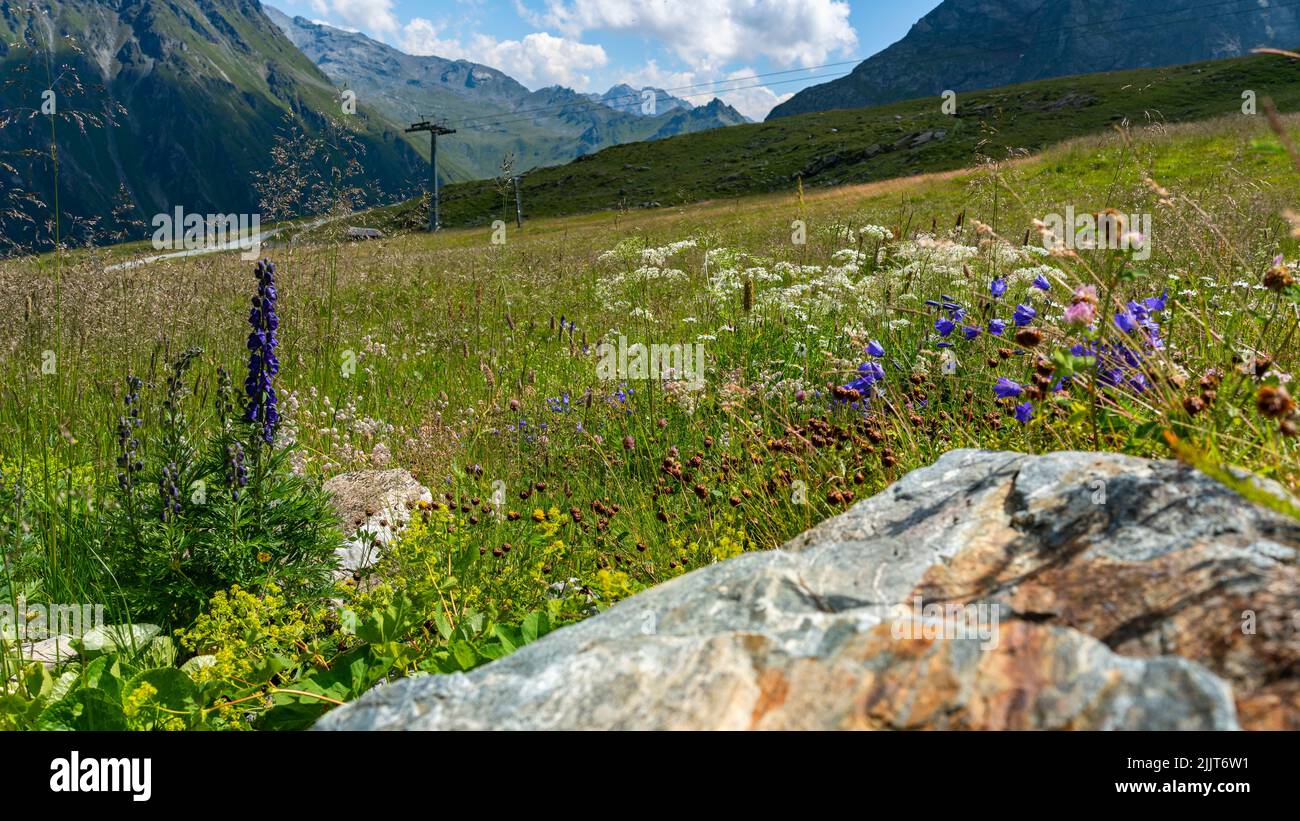 Alpine blumen hi-res stock photography and images - Alamy