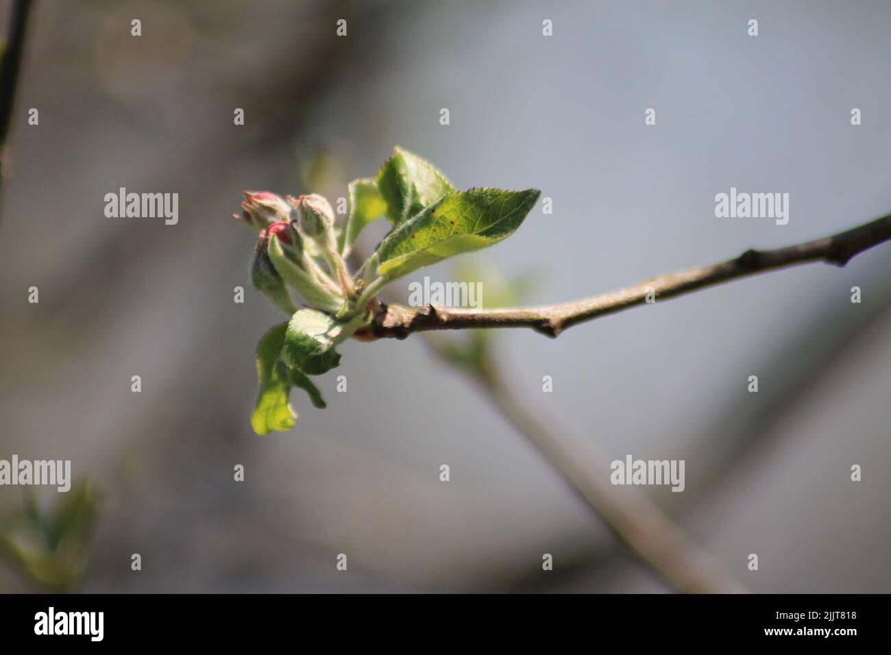 A selective focus of leaves and flowers of fruit tree sprouting in spring Stock Photo