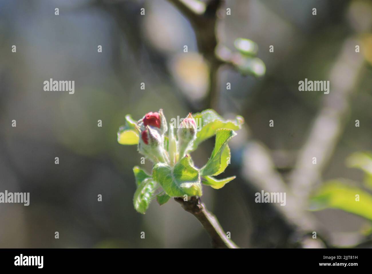 A selective focus of leaves and flowers of fruit trees sprouting in spring Stock Photo