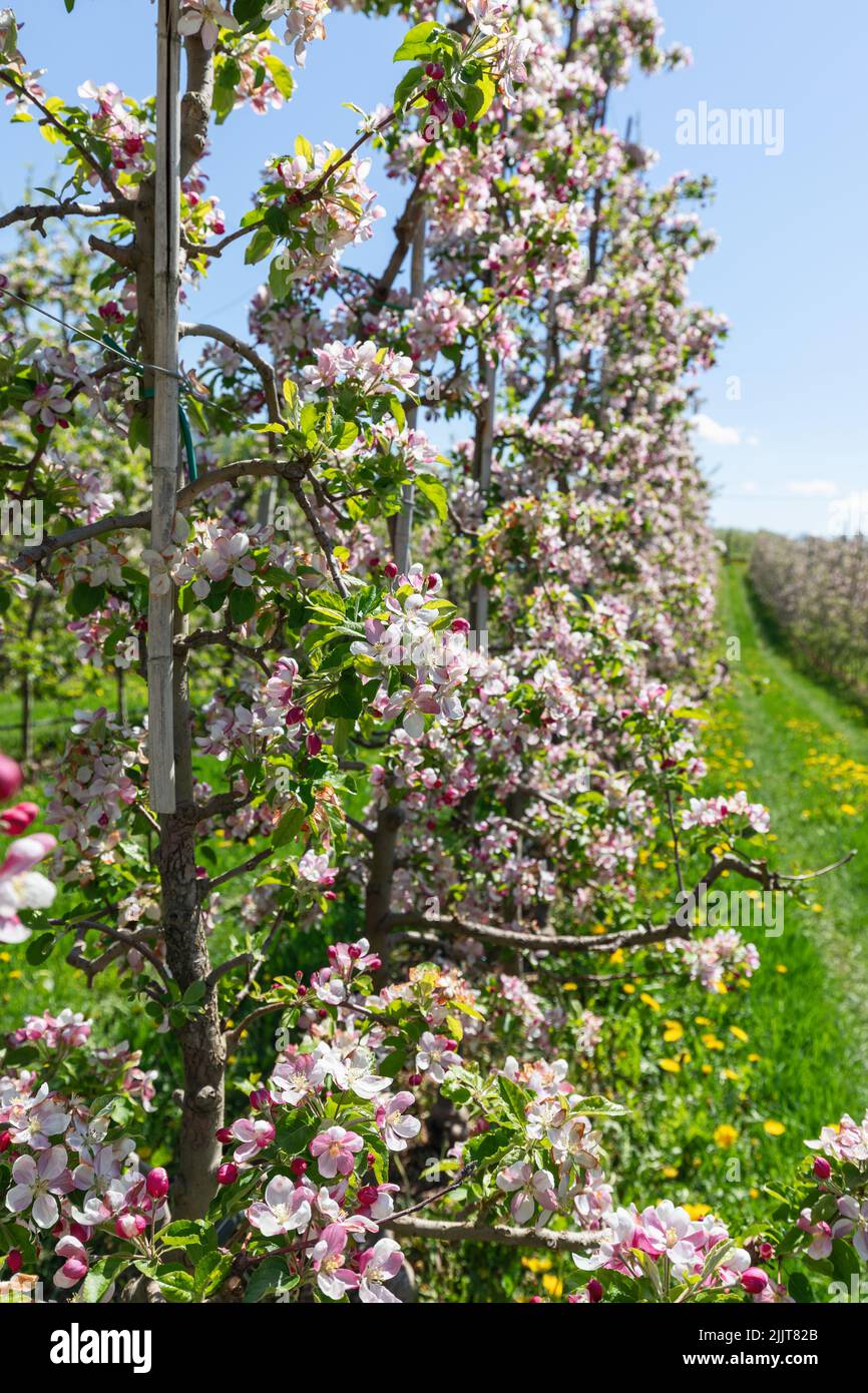 Vertical shot of a flowering young apple bush in the plantations of Val di Non, Trentino, Italy Stock Photo