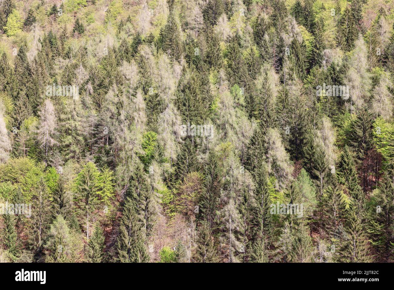 Forest background. Wild deep centuriesold alpine forests Stock Photo