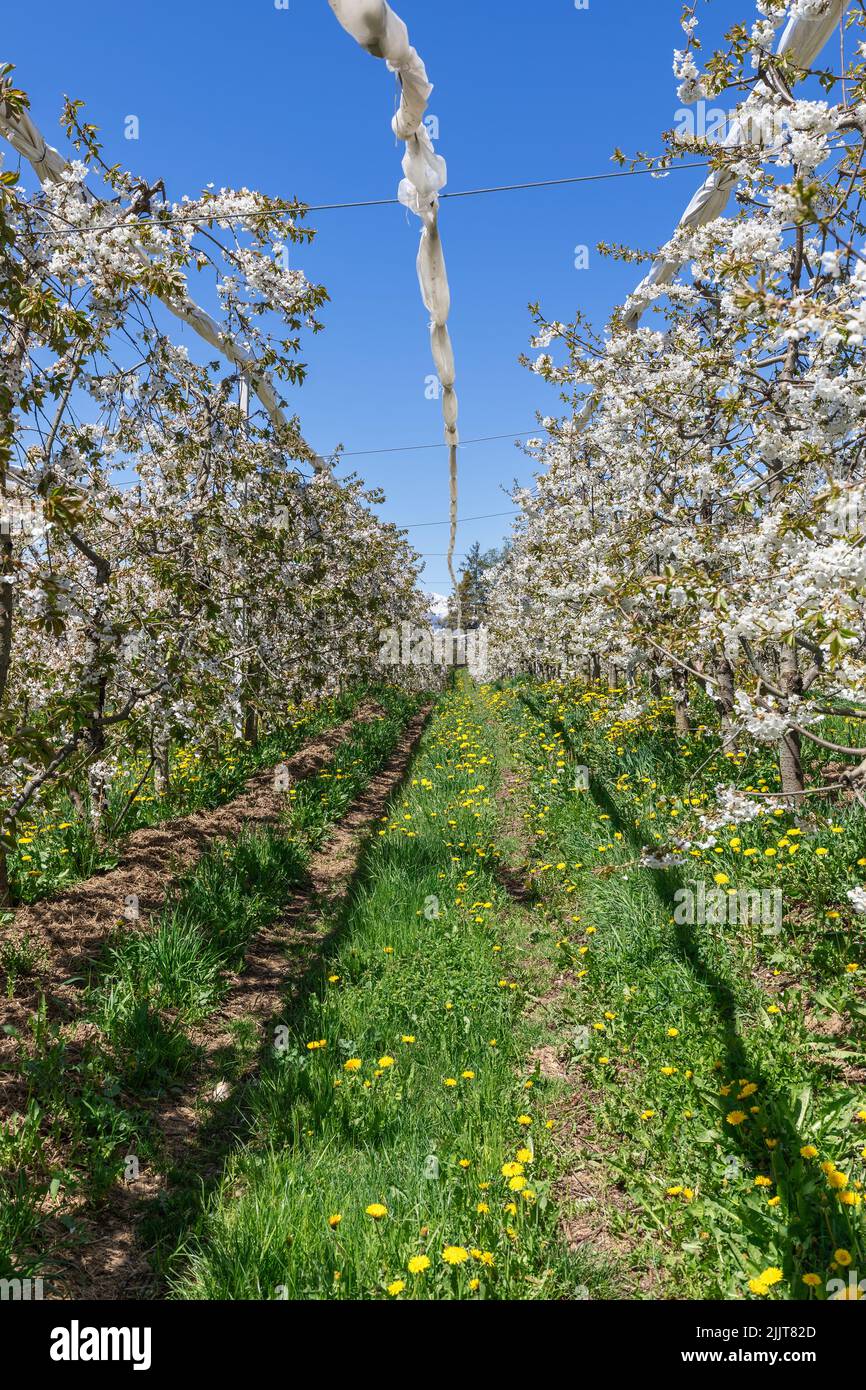 Vertical shot of alley in open plantation of flowering apple bushes with young green grass and dandelions, spring, Val di Non, Trentino, Italy Stock Photo