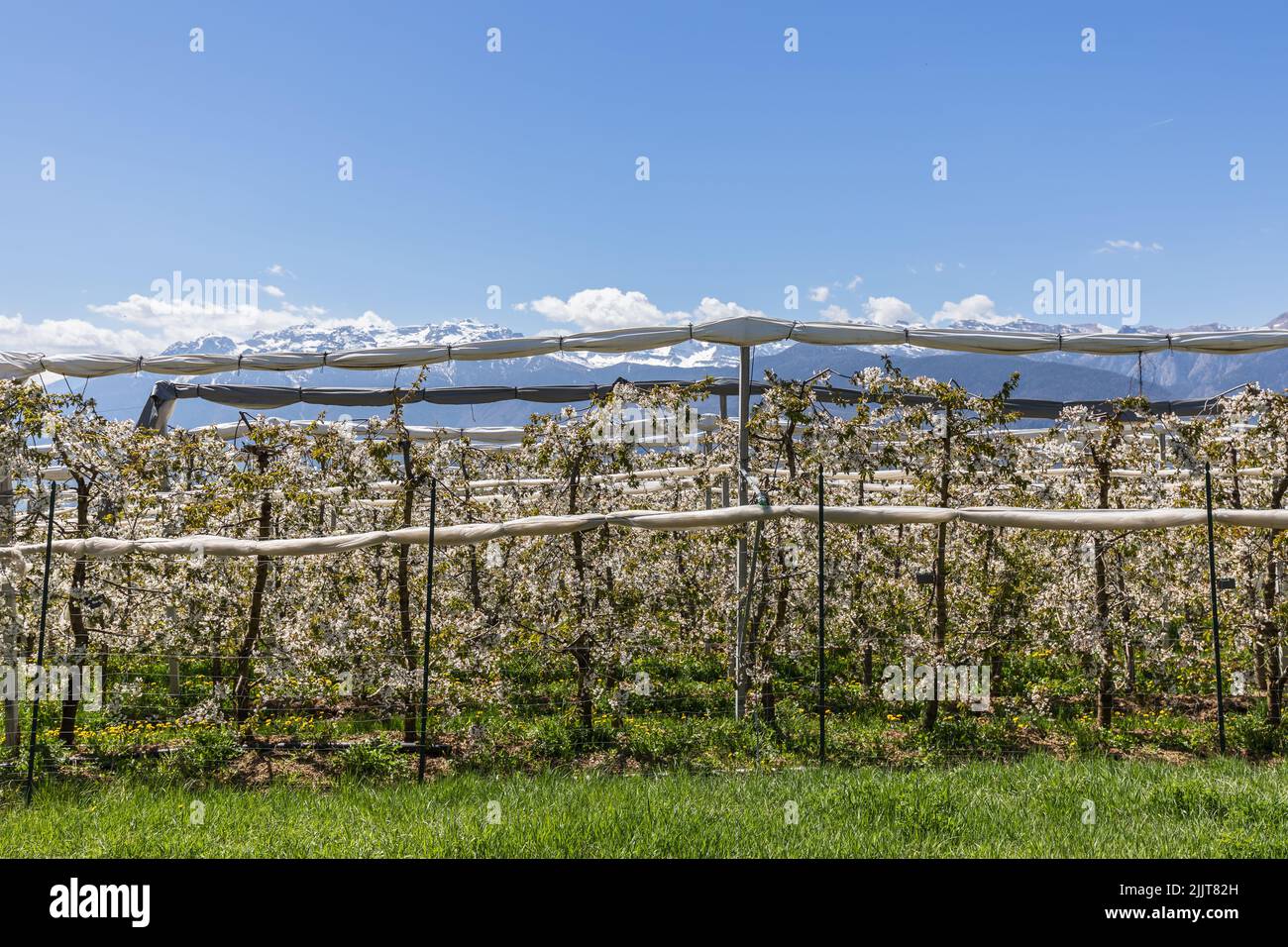 Plantation of young flowering apple trees open from under a canopy against the backdrop of the snowy Alpine peaks, Val di Non, Trentino, Italy Stock Photo