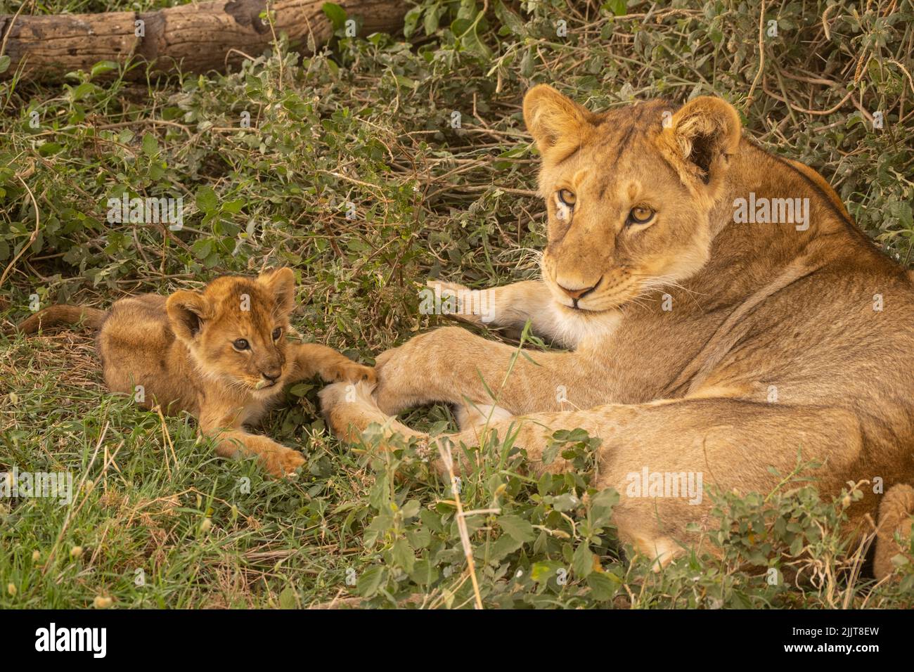 Lion in Masai Mara Game reserve of Kenya Stock Photo - Alamy