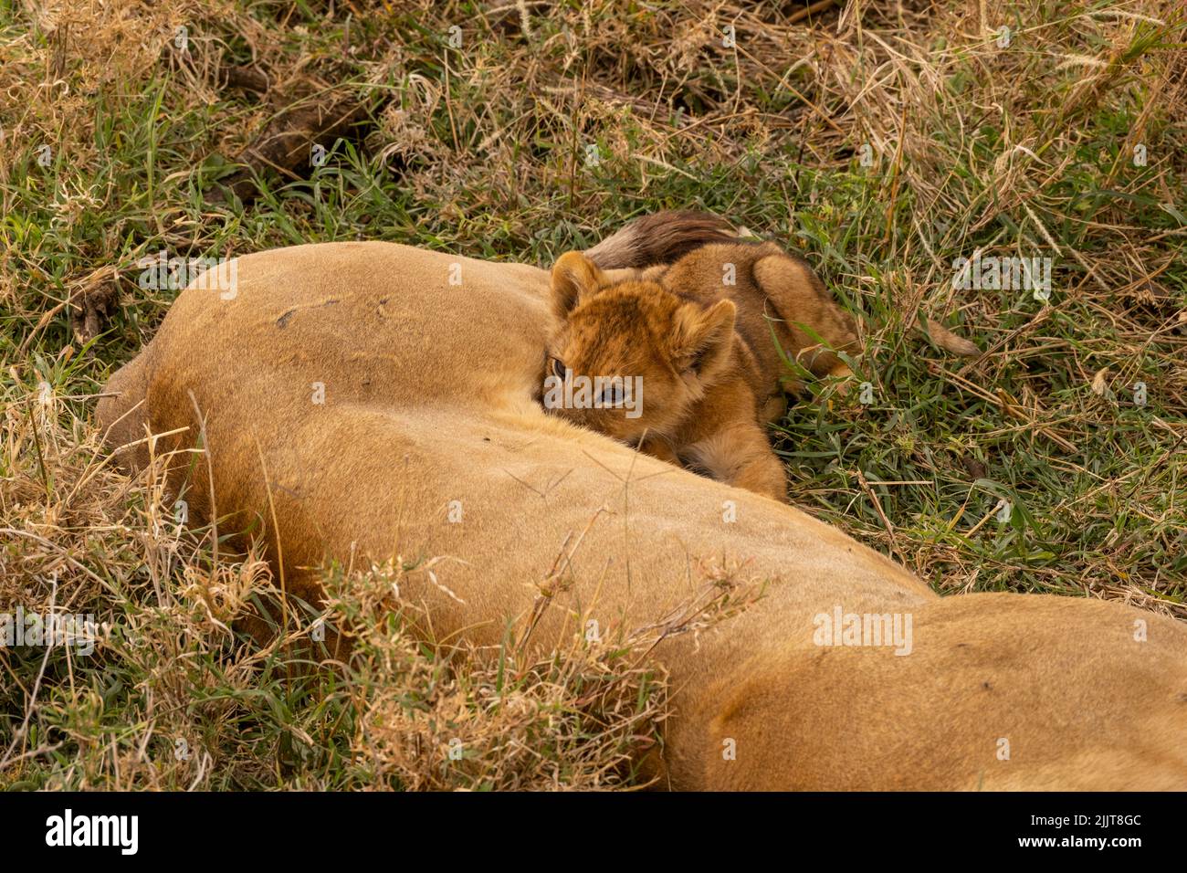 Lion in Masai Mara Game reserve of Kenya Stock Photo - Alamy