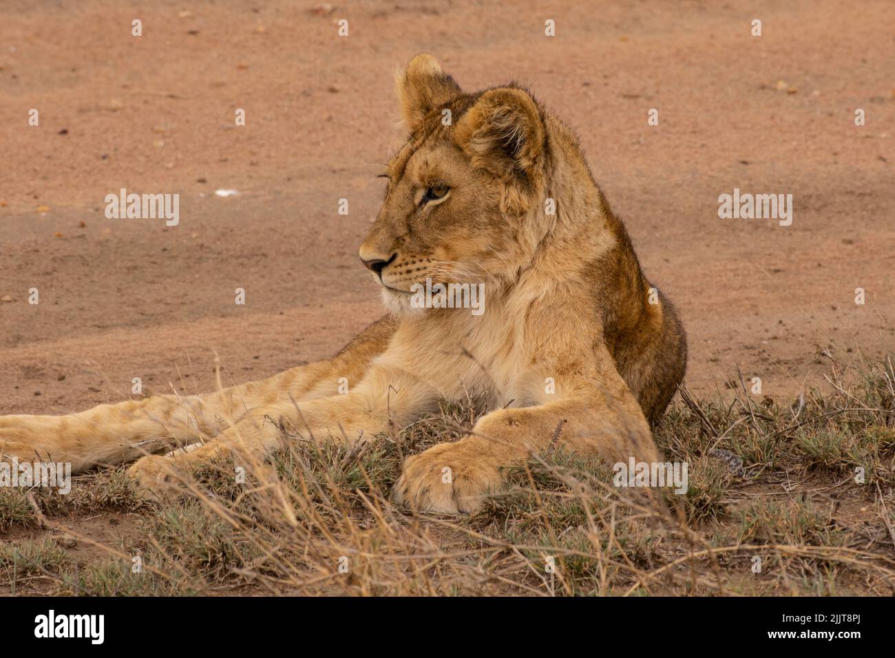 Lion in Masai Mara Game reserve of Kenya Stock Photo - Alamy
