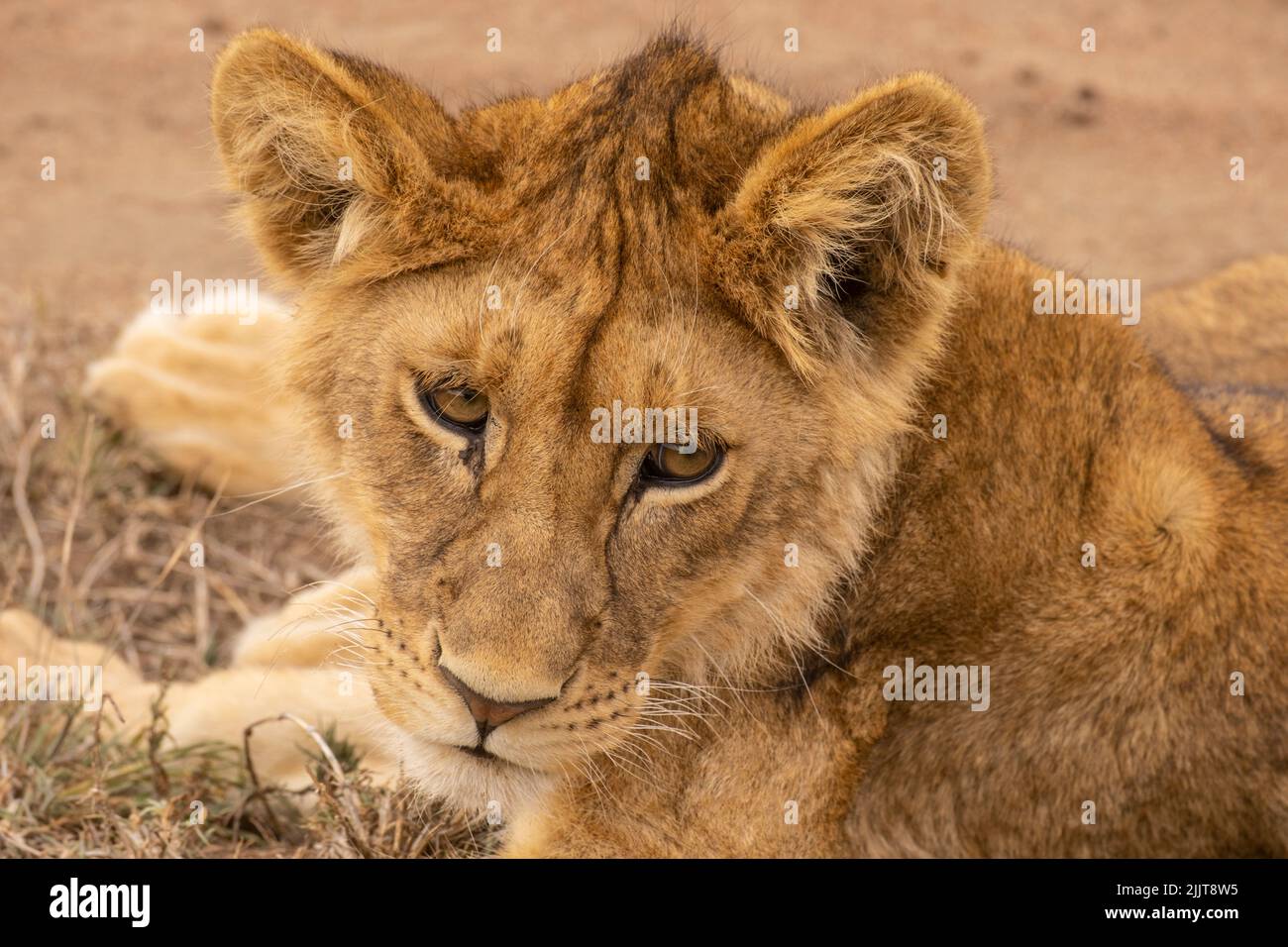 Lion in Masai Mara Game reserve of Kenya Stock Photo - Alamy