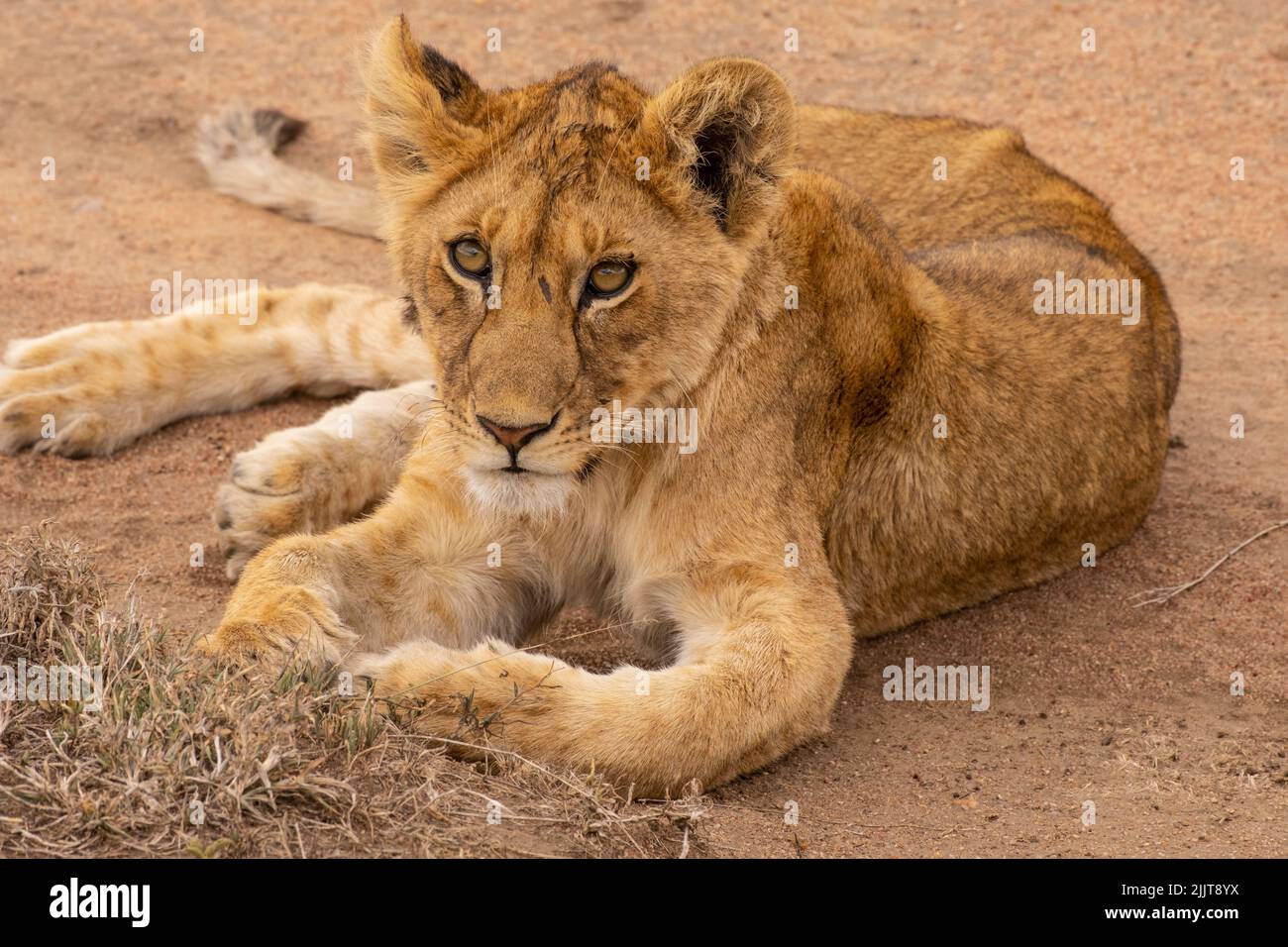 Lion in Masai Mara Game reserve of Kenya Stock Photo - Alamy