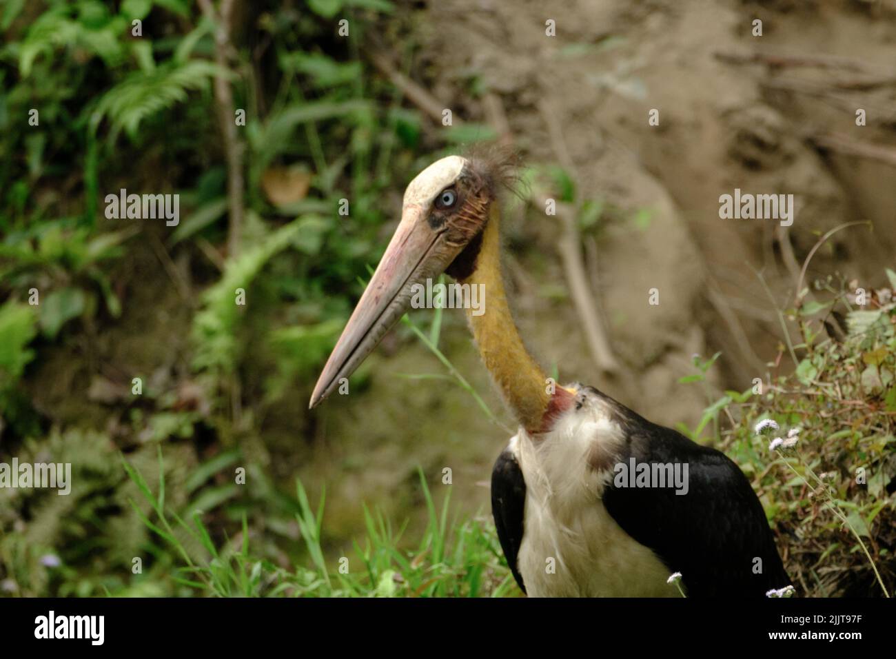 Lesser adjutant stork in nepal hi-res stock photography and images - Alamy