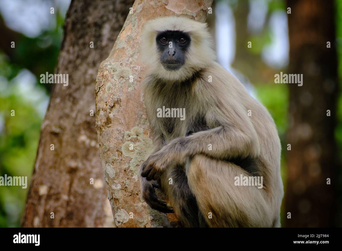 A gray langur monkey in a tree in Chitwan National Park, Nepal Stock Photo