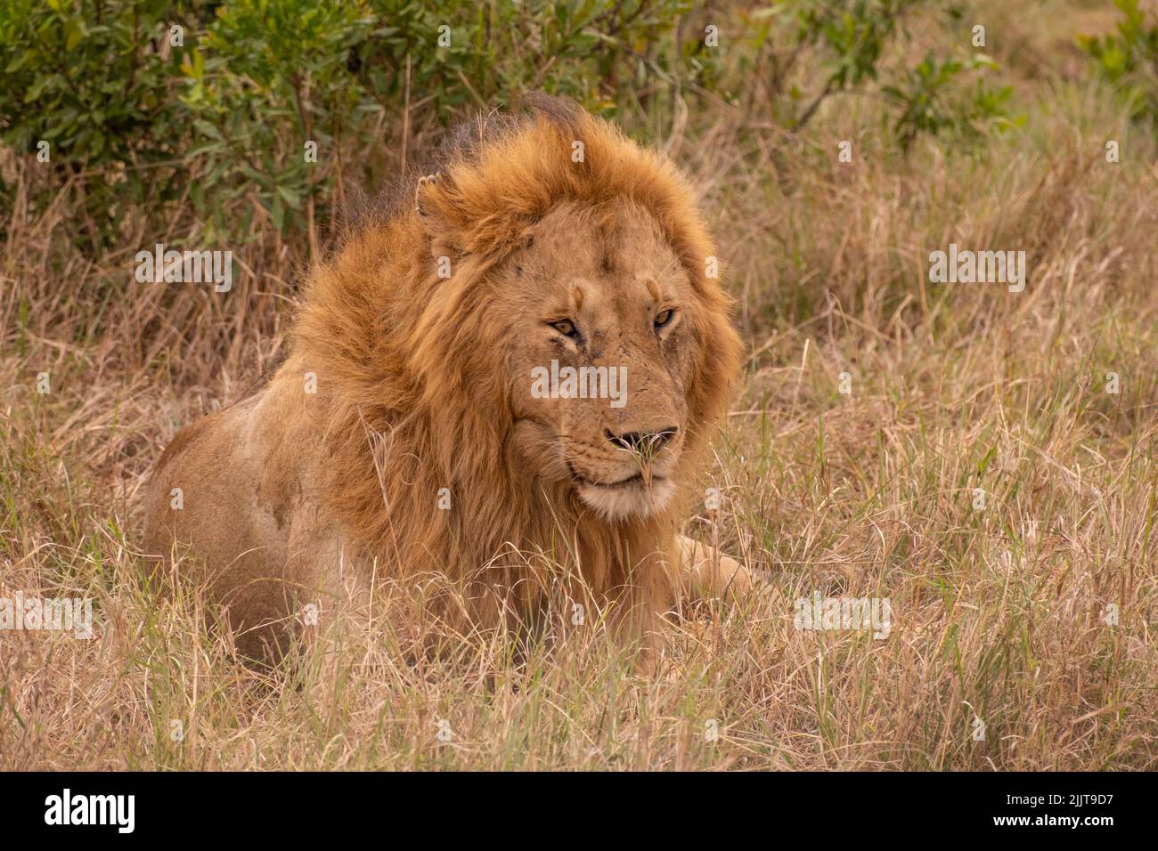 Lion in Masai Mara Game reserve of Kenya Stock Photo - Alamy