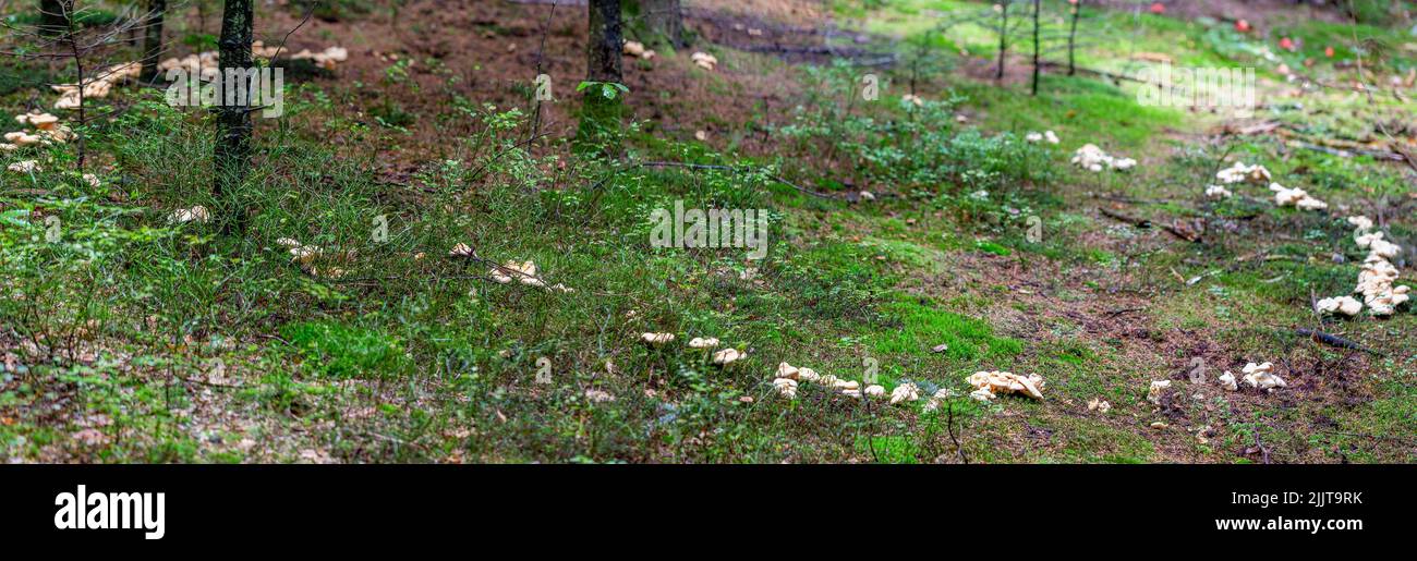 Yellow hedgehog (Hydnum repandum) mushroom forms undulating circles in the natural ecosystem Stock Photo