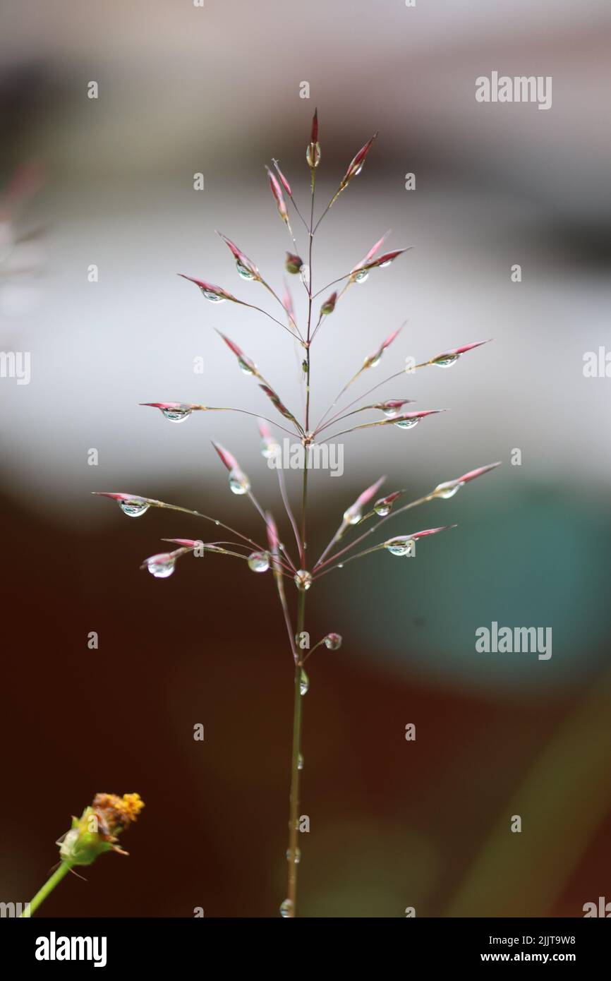 A vertical shot of water drops on a Chrysopogon aciculatus plant Stock Photo