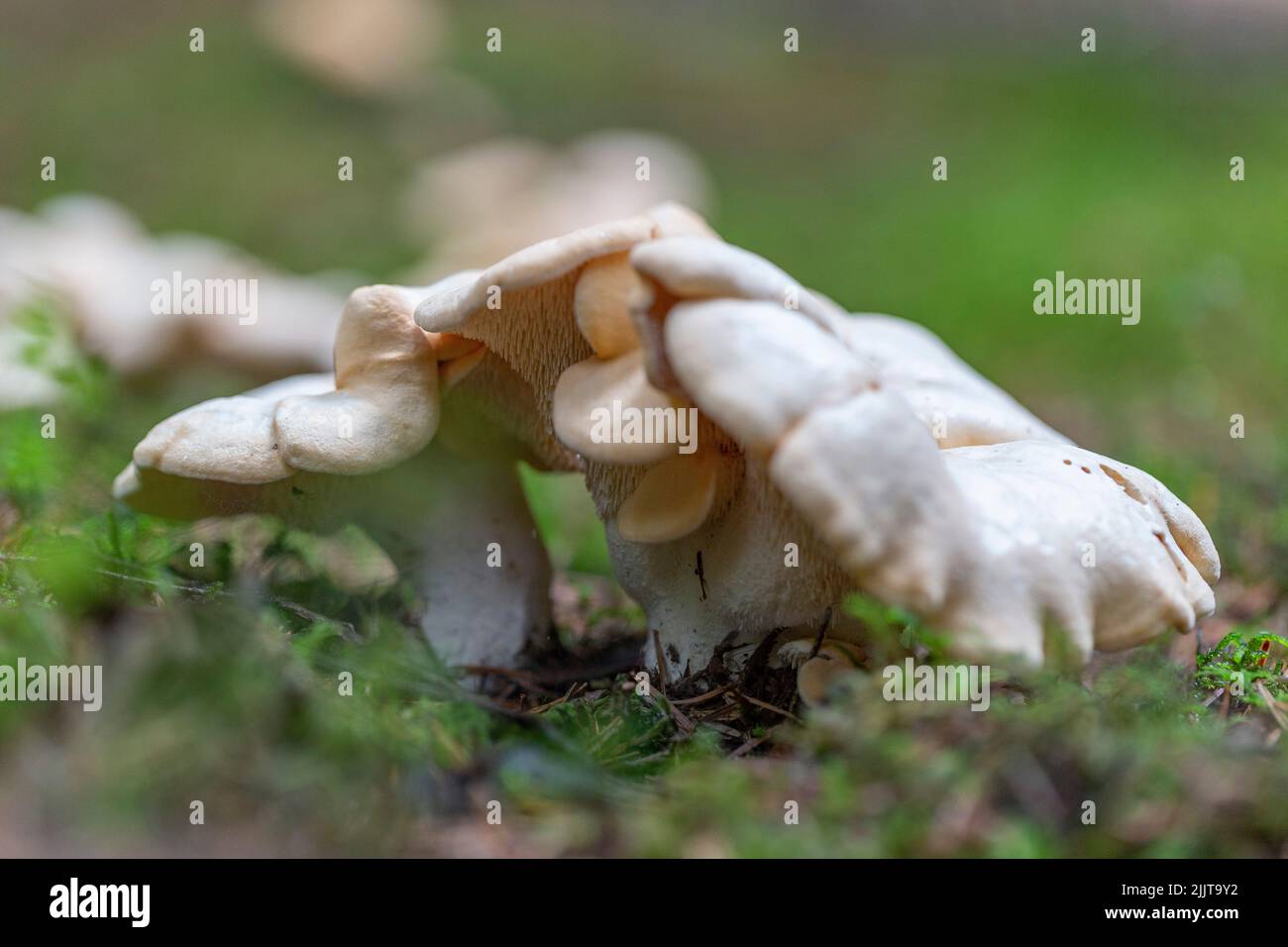 Hydnum repandum (sweet tooth, wood hedgehog, hedgehog mushroom), is a basidiomycete fungus of the family Hydnaceae. Stock Photo
