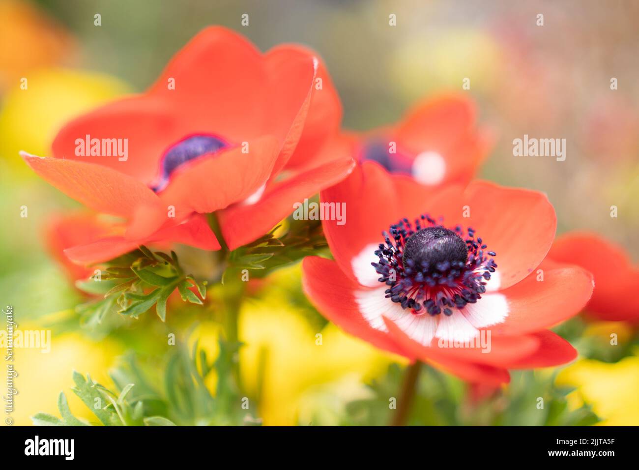 A beautiful shot of poppy flowers captured in Hachioji Station, Japan Stock Photo