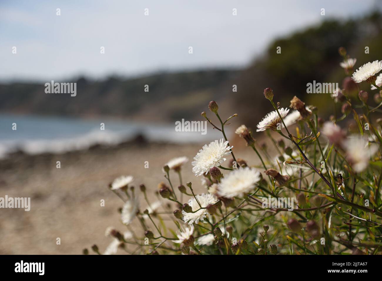 The beautiful white wildflowers growing in the field Stock Photo Alamy