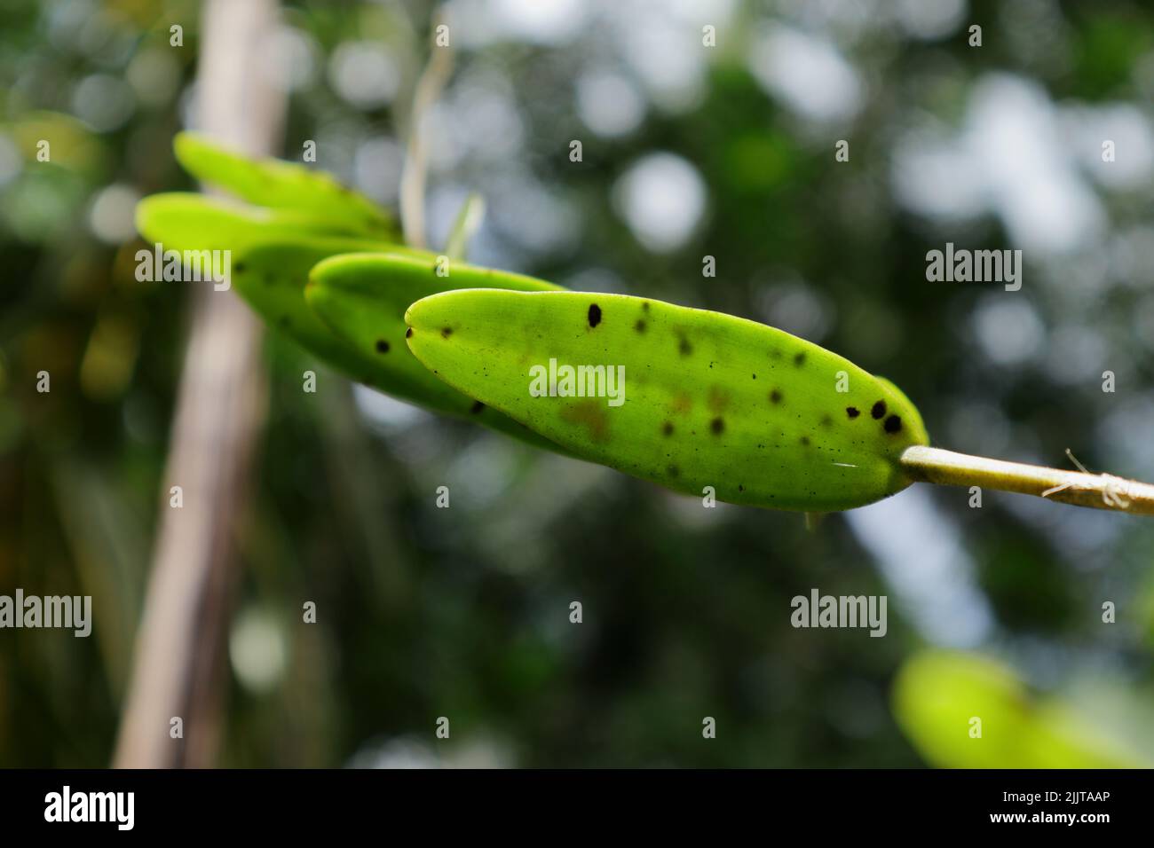Under surface view of a wild orchid leaf revealing its weathered old look Stock Photo