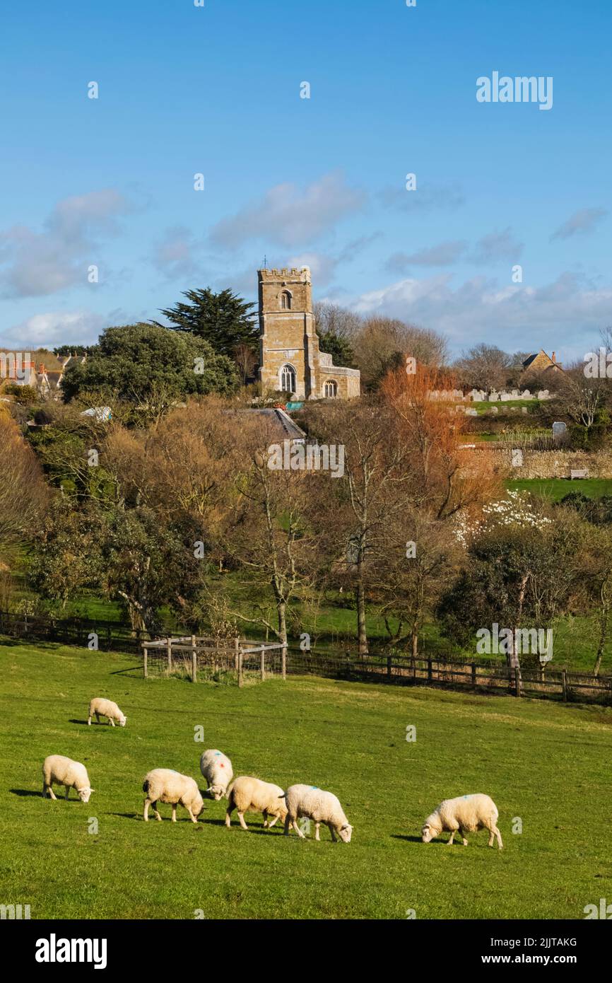 England, Dorset, Abbotsbury, Sheep and St.Nicholas Church Stock Photo