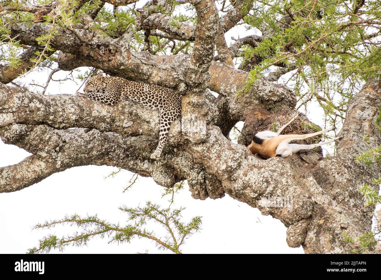 Leopard in Masai Mara Game Reserve of Kenya Stock Photo