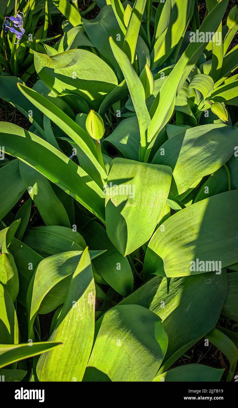A vertical closeup of green leaves and a bud of tulip blooming in sunlight Stock Photo
