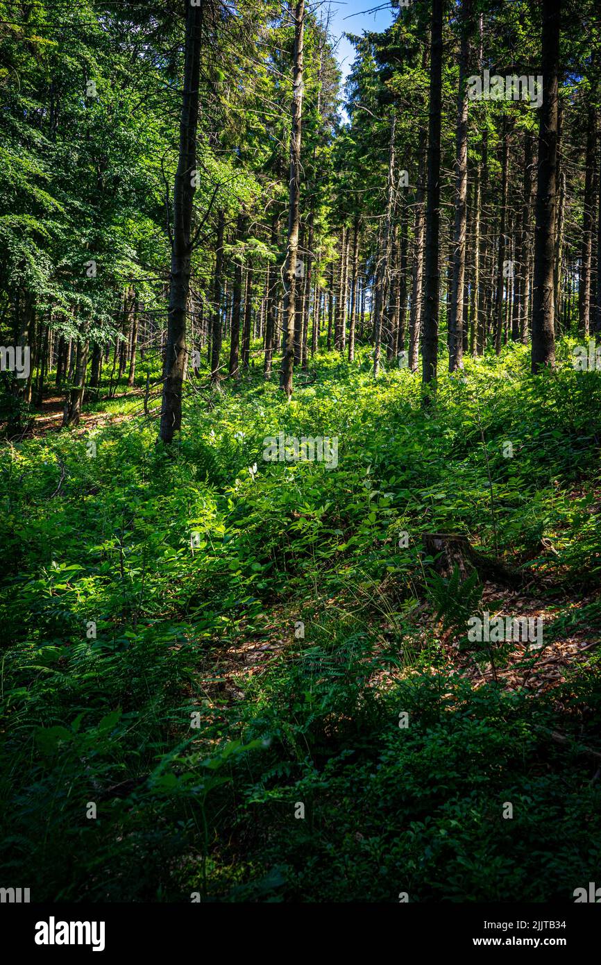 Rays of the sun in a mountain pine forest on the picturesque trail from Jaworzyna Krynicka in the Beskid Mountains Stock Photo