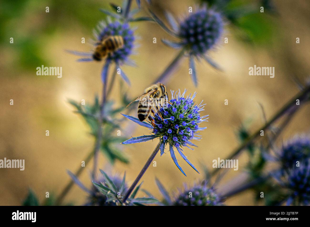 Plants for honey bees hi-res stock photography and images - Alamy