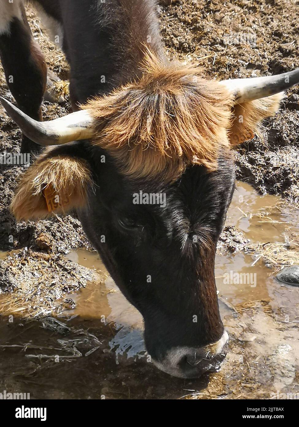 A vertical close-up shot of a cow drinking a muddy water Stock Photo