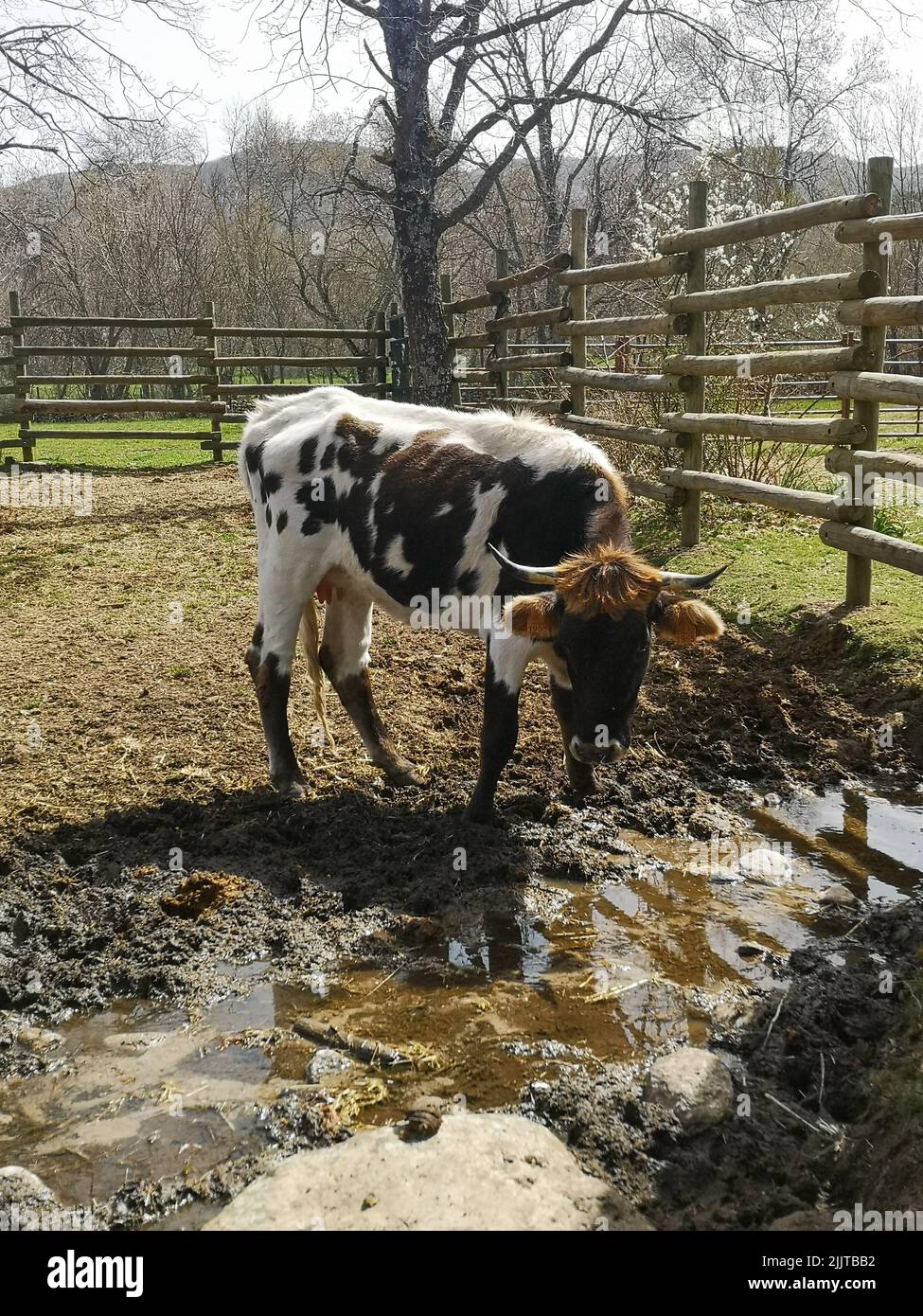 A vertical shot of a cow drinking a muddy water Stock Photo