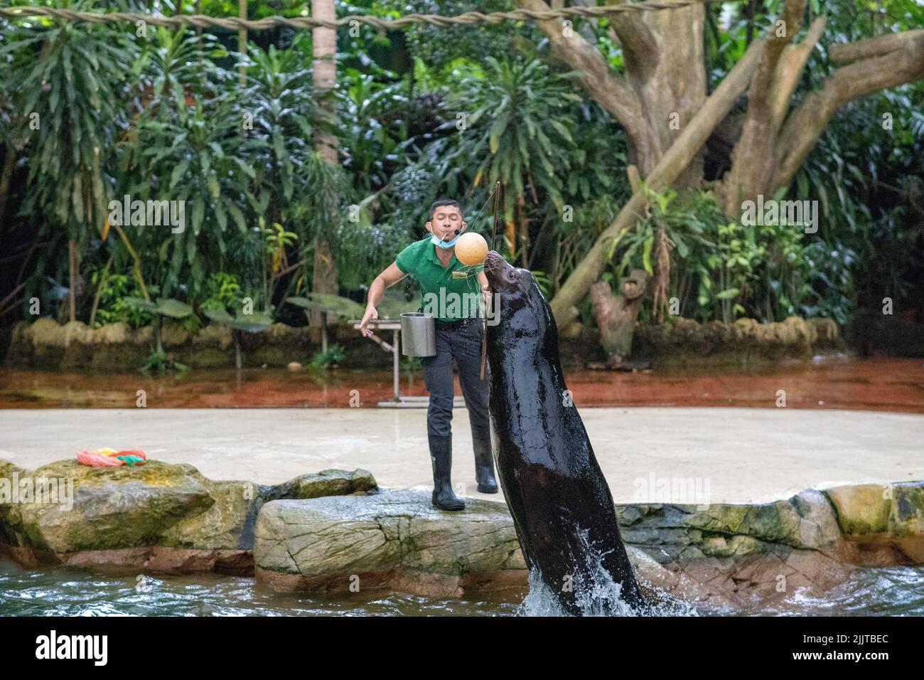A trainer training the sea lion in the Singapore Zoo Stock Photo Alamy