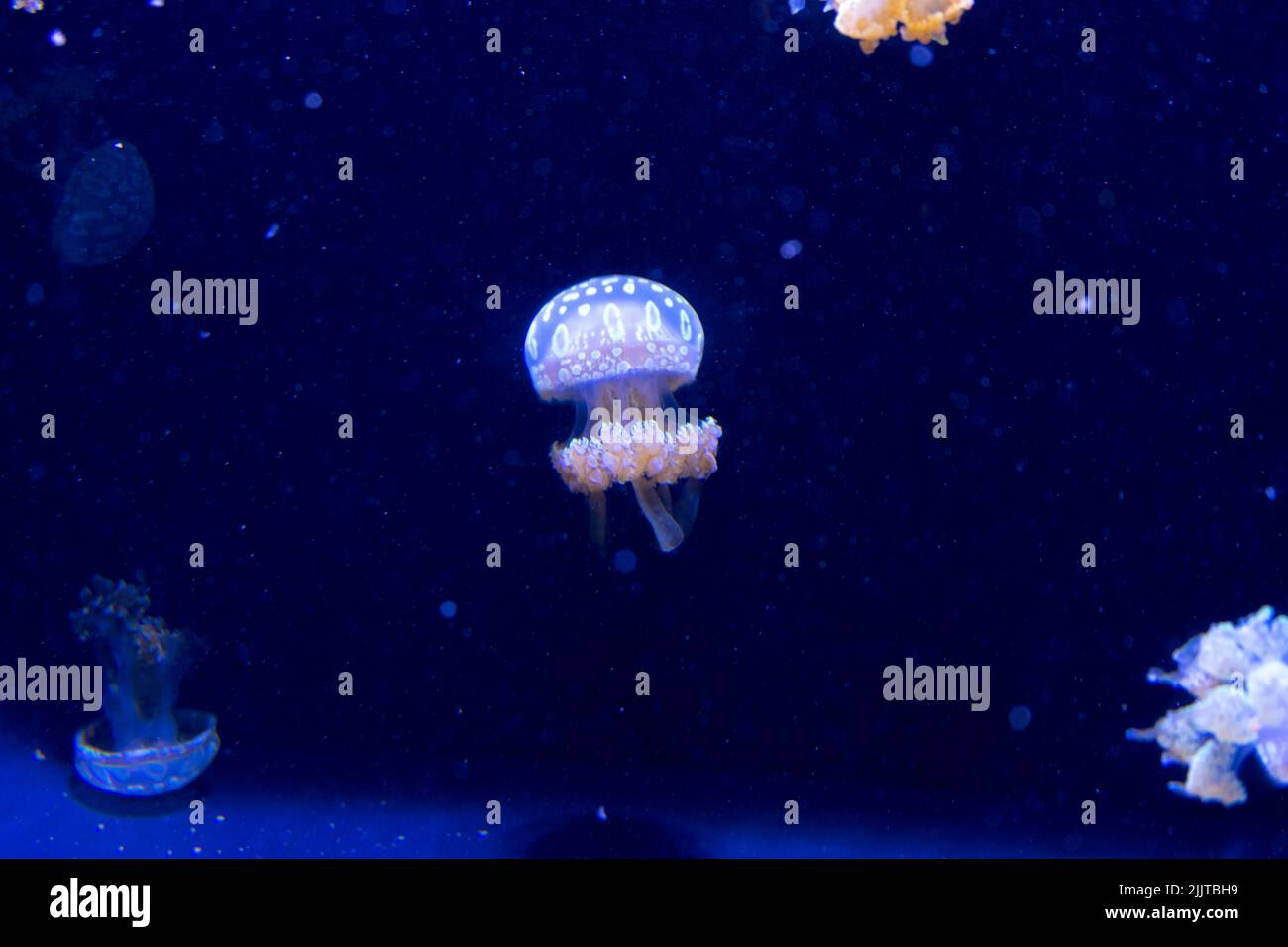 A colorful transparent Jellyfishs in the dark blue water Stock Photo